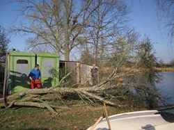 umgeschnittener Baum