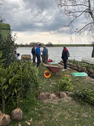 Bäume werden eingepflanzt