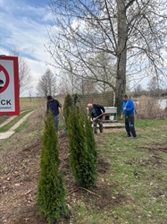 Thujen beim Putzplatz