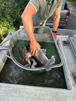 ein Behälter mit Karpfen