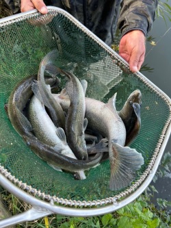 Kescher voll mit Zander