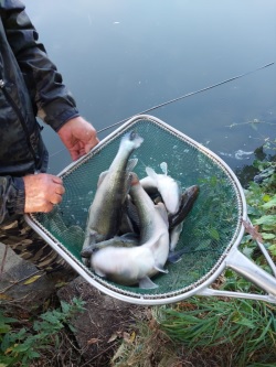 Kescher vor dem Wasser