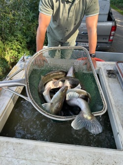 Etliche schöne Zander