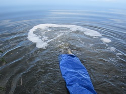 Fische landen im Wasser