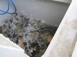 der fast leere Container