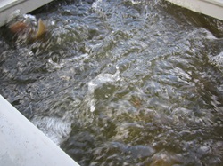 ein voller Container