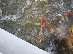 ein voller Container