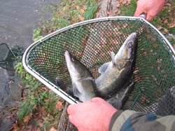 zwei schöne Karpfen