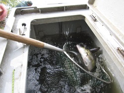 neue Zander im Kescher