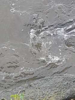 Ein Karpfen im Wasser