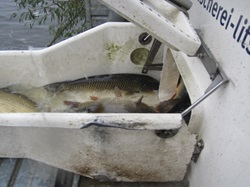 weitere Karpfen auf der Rutsche