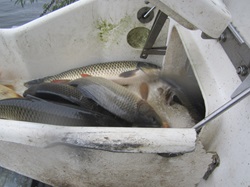 einige schöne Karpfen