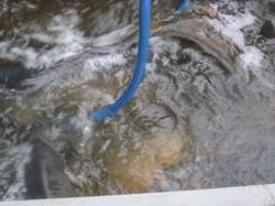 lauter schöne Karpfen