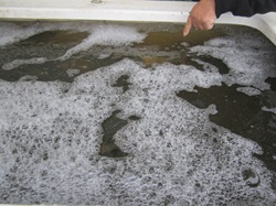 Günter zeigt auf einen Fisch