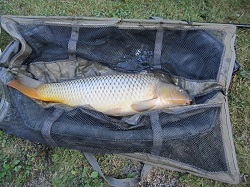 Ein schöner Karpfen