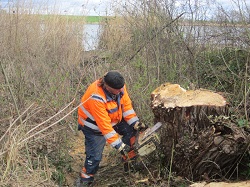 johann Zwettler mit der Motorsäge