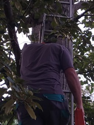 Leiter an einem Baum