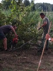 Schneiden der letzten Äste