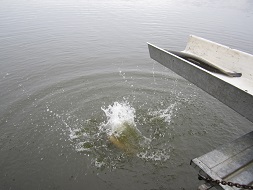 ein Amur fällt ins Wasser