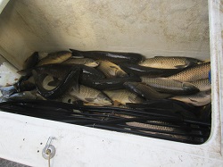 Karpfen auf der Rutsche