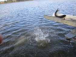 Fisch auf der Rutsche