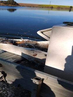 Karpfen auf der Rutsche