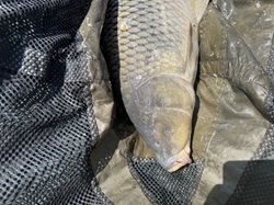 Karpfen mit einem Auge